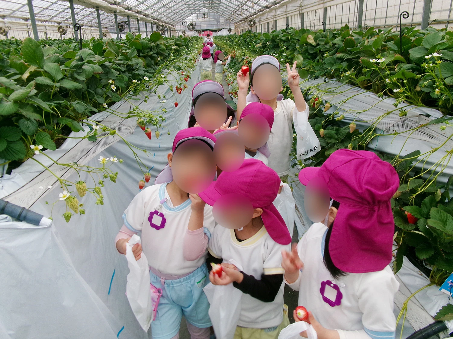 お別れ遠足「いちご狩り」