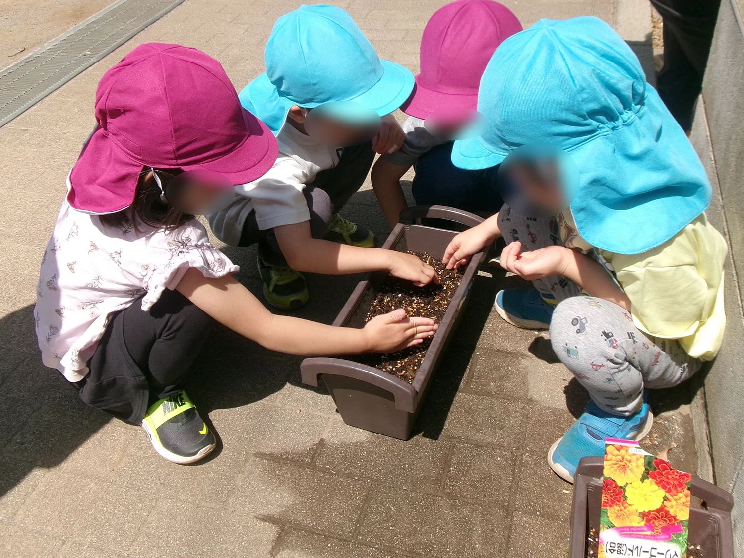 栽培（4-5歳児）